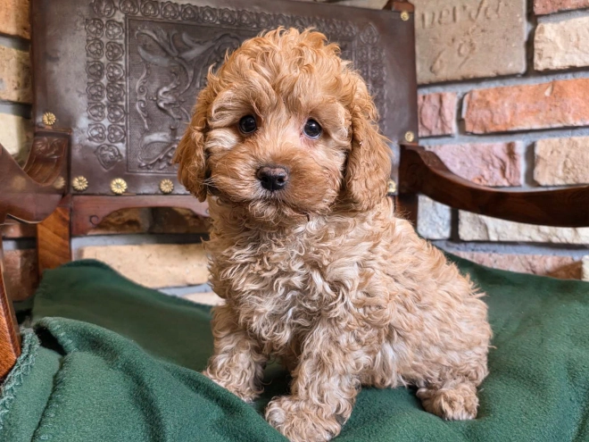 Cavapoo puppy for sale
