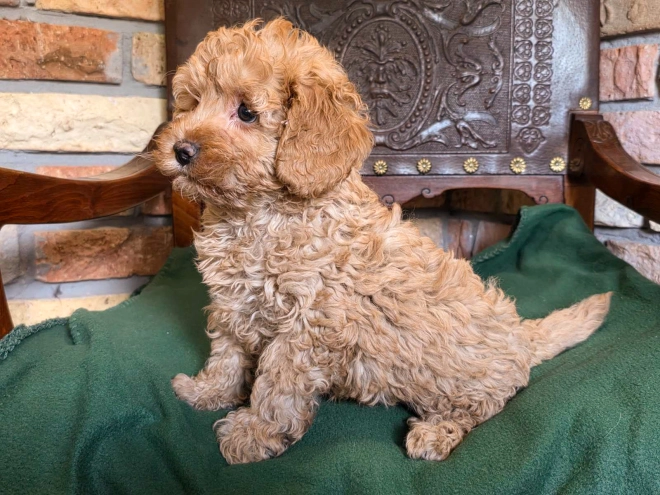 Cavapoo puppy for sale