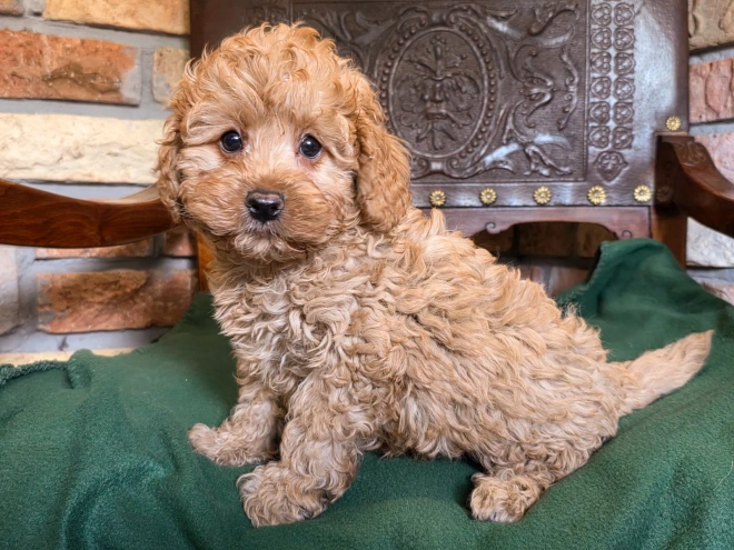 Cavapoo puppy for sale