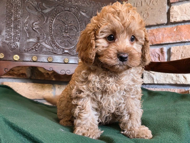 Cavapoo puppy for sale