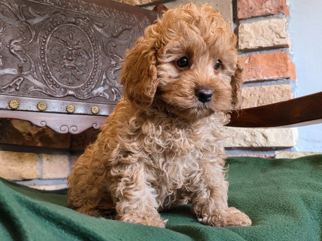 Cavapoo puppy for sale