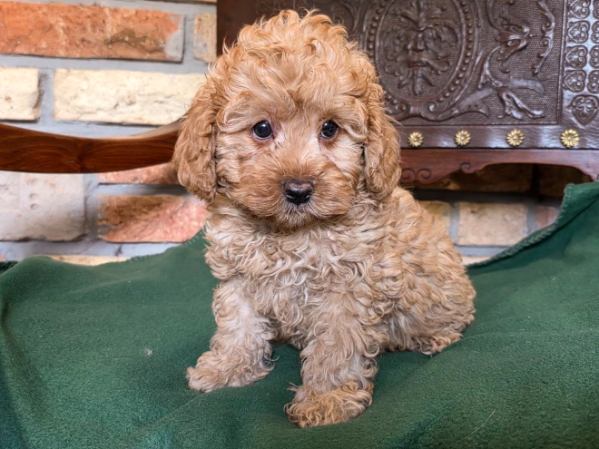 Cavapoo puppy for sale