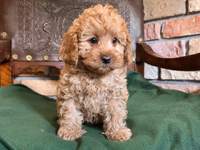 Cavapoo puppy for sale