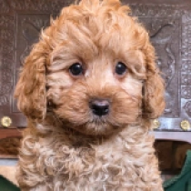Pumpkin – F1b, golden Cavapoo for sale