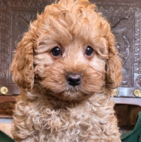Pumpkin – F1b, golden Cavapoo for sale