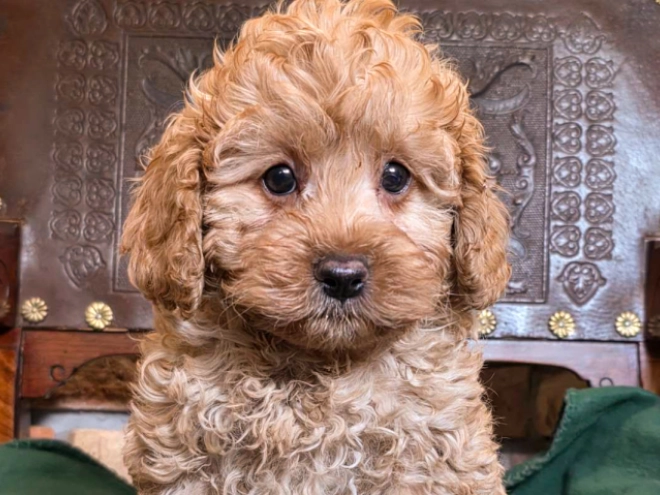 Cavapoo puppy for sale