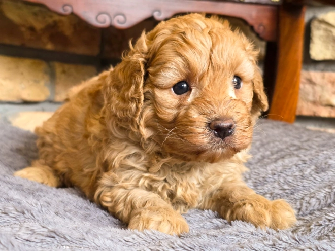 Cavapoo puppy for sale