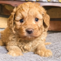 Pumpkin – F1b, golden Cavapoo for sale