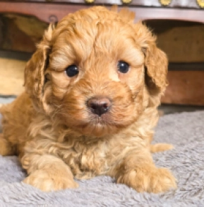 Cavapoo puppy for sale