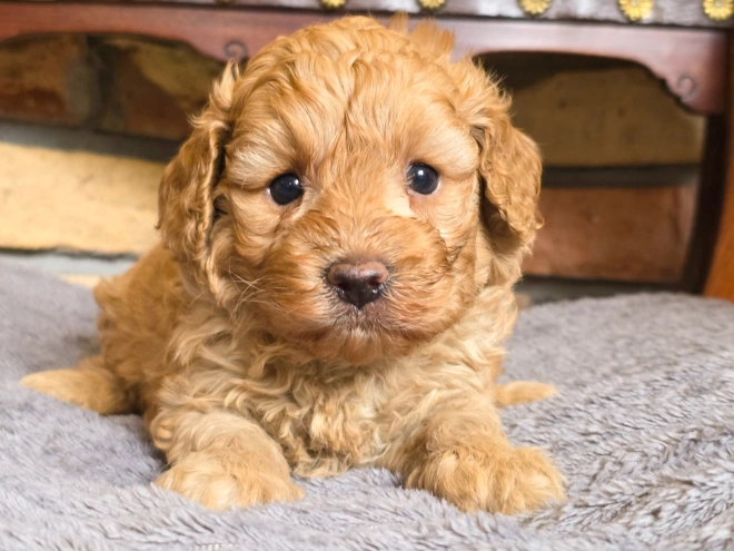 Cavapoo puppy for sale