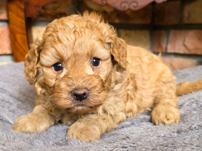 Cavapoo puppy for sale