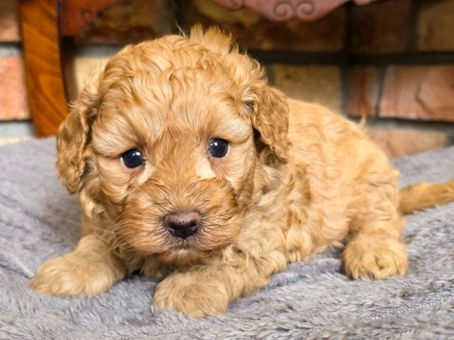 Cavapoo puppy for sale