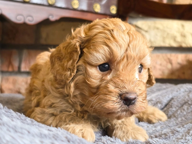 Cavapoo puppy for sale