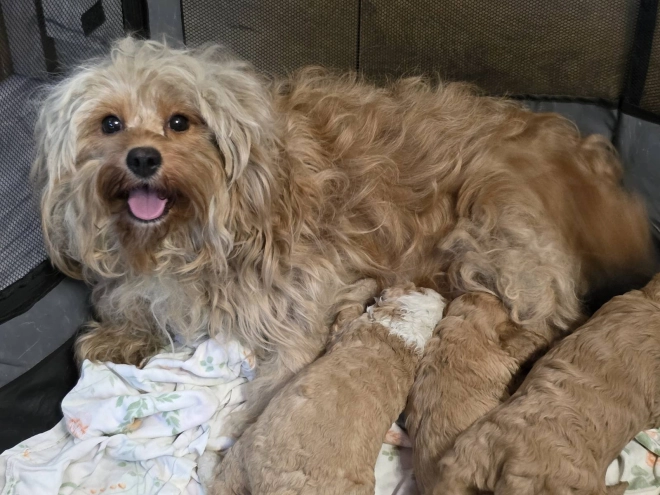 Cavapoo Welpe kaufen