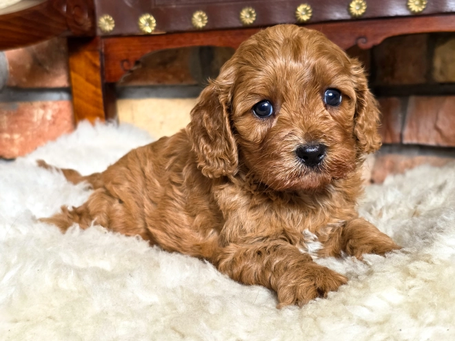 Cavapoo puppy for sale