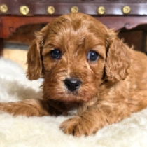 Helena – F2, red Cavapoo for sale