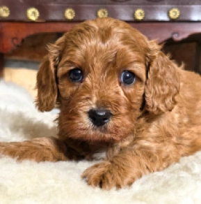 Cavapoo puppy for sale