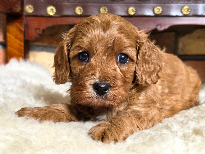Cavapoo puppy for sale