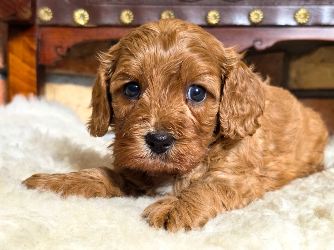Cavapoo puppy for sale