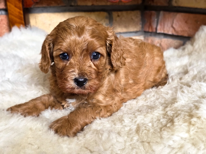 Cavapoo puppy for sale