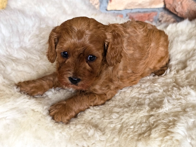 Cavapoo puppy for sale