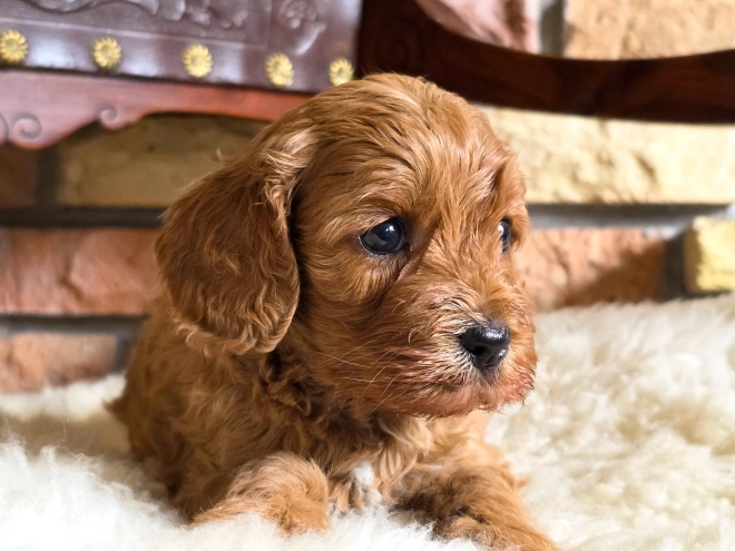 Cavapoo puppy for sale