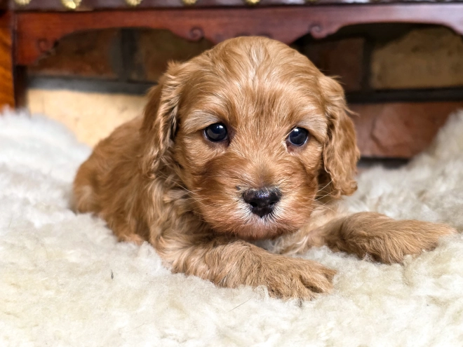 Cavapoo puppy for sale