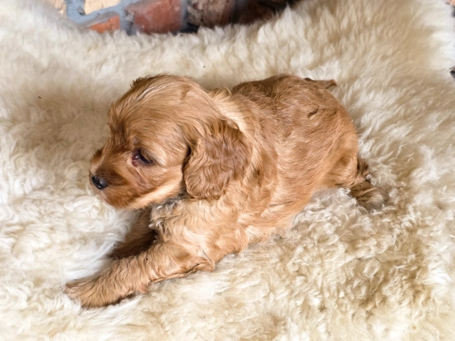 Cavapoo puppy for sale