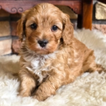 Hilda – F2, red Cavapoo for sale