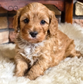 Cavapoo puppy for sale