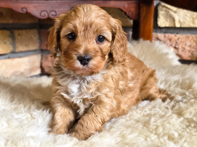 Cavapoo puppy for sale