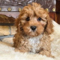 Hilda – F2, red Cavapoo en venta