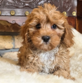 Hilda – F2, red Cavapoo en venta