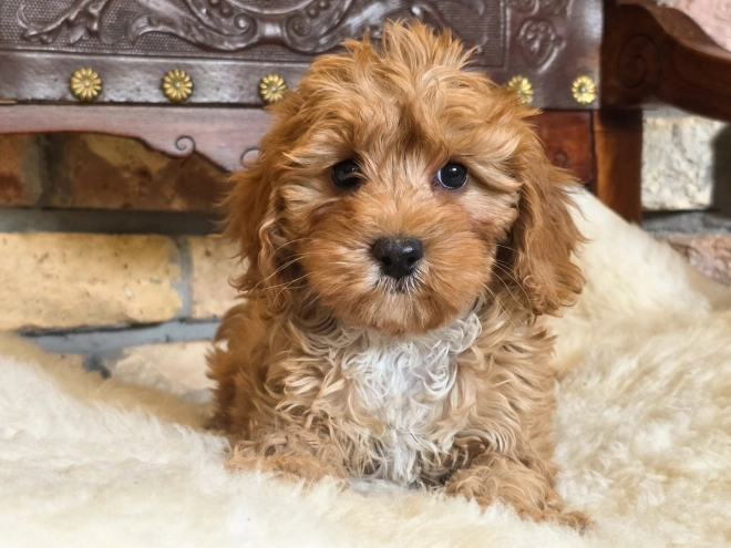 Cavapoo Welpe kaufen