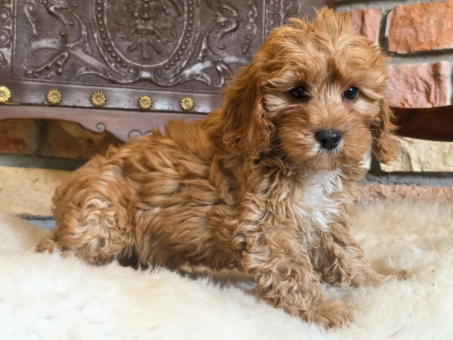 Cavapoo Welpe kaufen