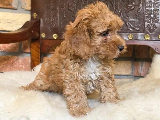Cavapoo Welpe kaufen