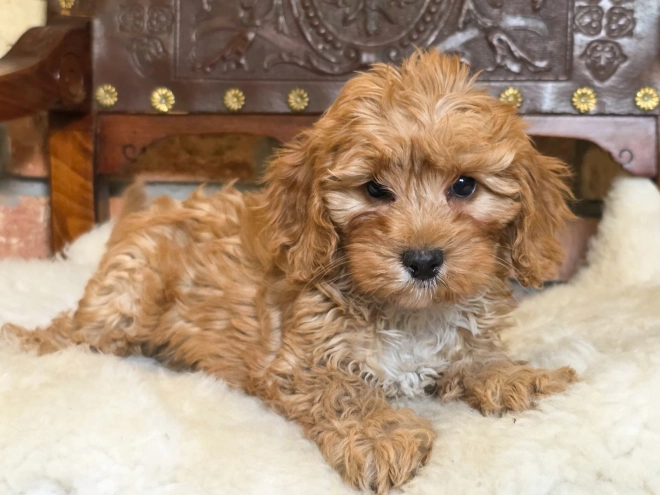 Cavapoo Welpe kaufen