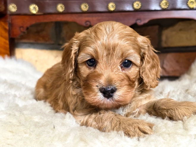 Cavapoo puppy for sale