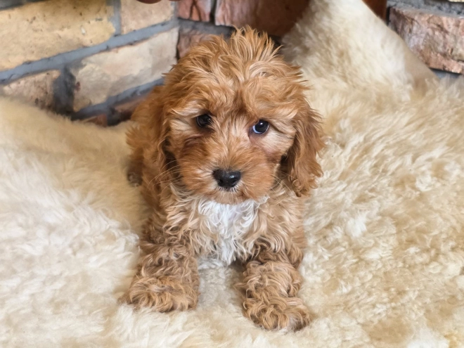 Cavapoo Welpe kaufen