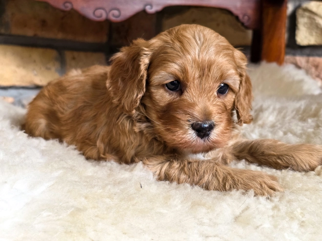 Cavapoo puppy for sale