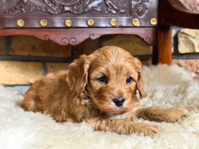 Cavapoo puppy for sale