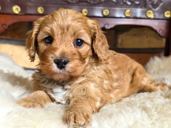 Cavapoo puppy for sale