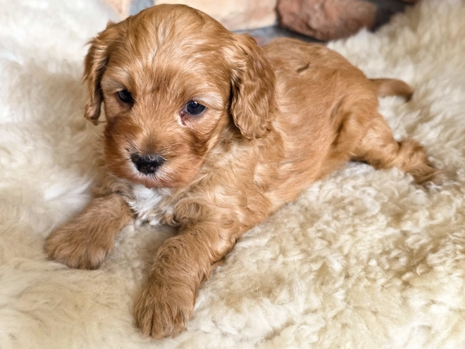 Cavapoo puppy for sale