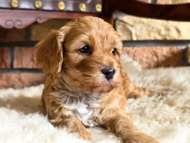 Cavapoo puppy for sale