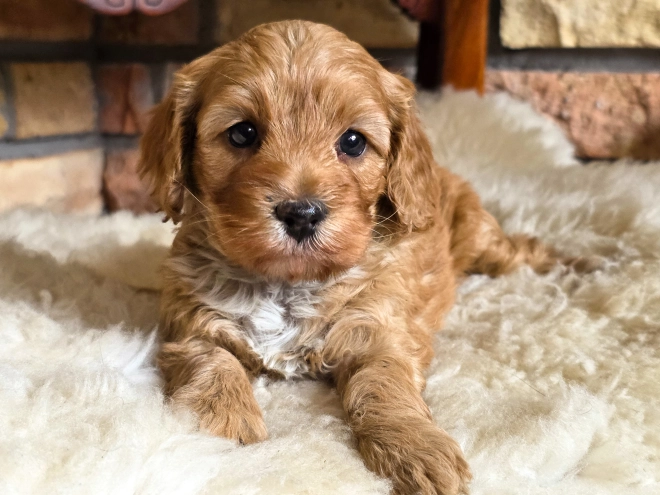 Cavapoo puppy for sale