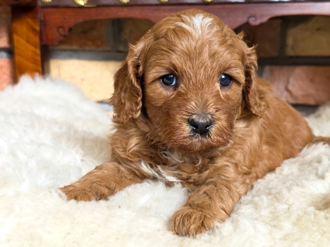 Cavapoo puppy for sale