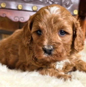 Cavapoo puppy for sale