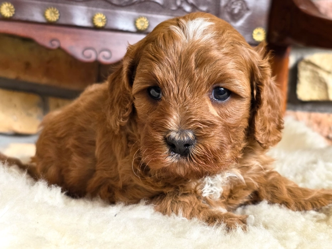 Cavapoo puppy for sale