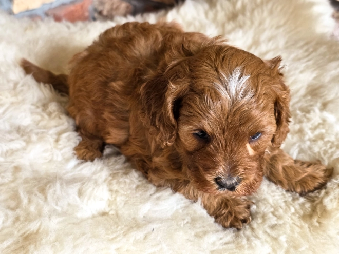 Cavapoo puppy for sale