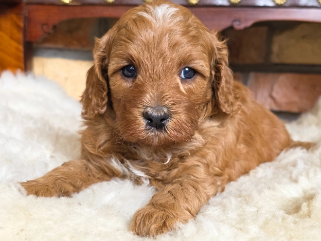 Cavapoo puppy for sale